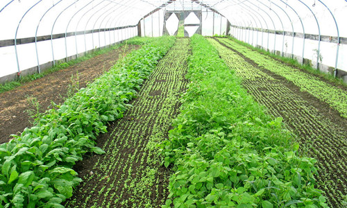 温室大棚蔬菜低温冷害的预防措施