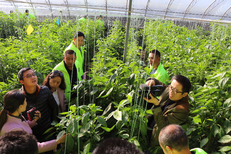 第十一期学员在温室内听老师讲蔬菜的日常管理和病虫害防治技术