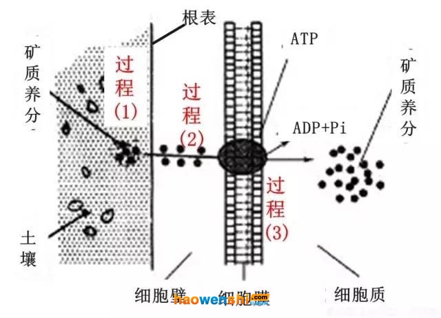 根系吸收养分过程