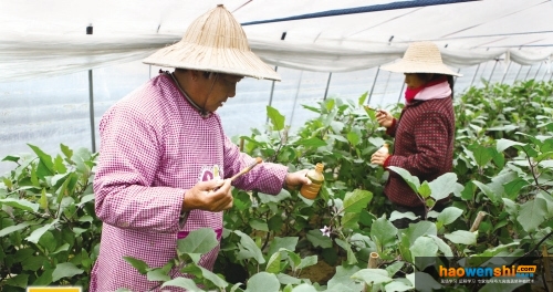 人工授粉.jpg
