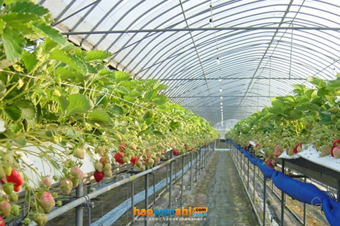 高架立体草莓种植.jpg