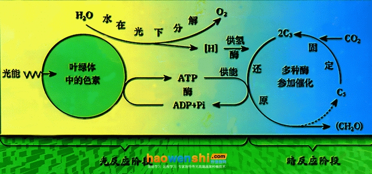 光合作用示意图.jpg