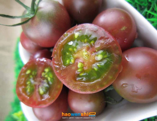 番茄無土栽培技術！如何利用椰糠巖棉，復合型高效栽培番茄？