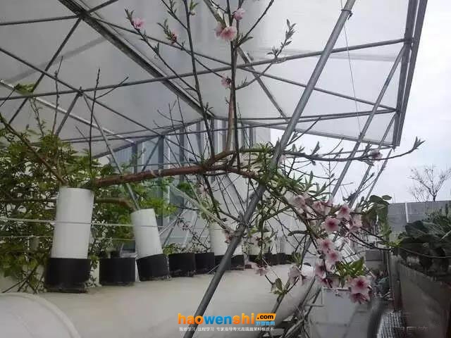 定植一年已开花结果的管道化气雾栽培油桃.jpg