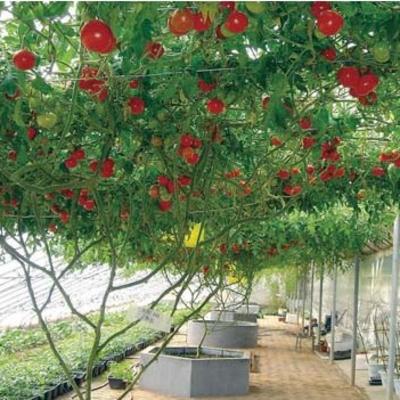 水培番茄树.jpg
