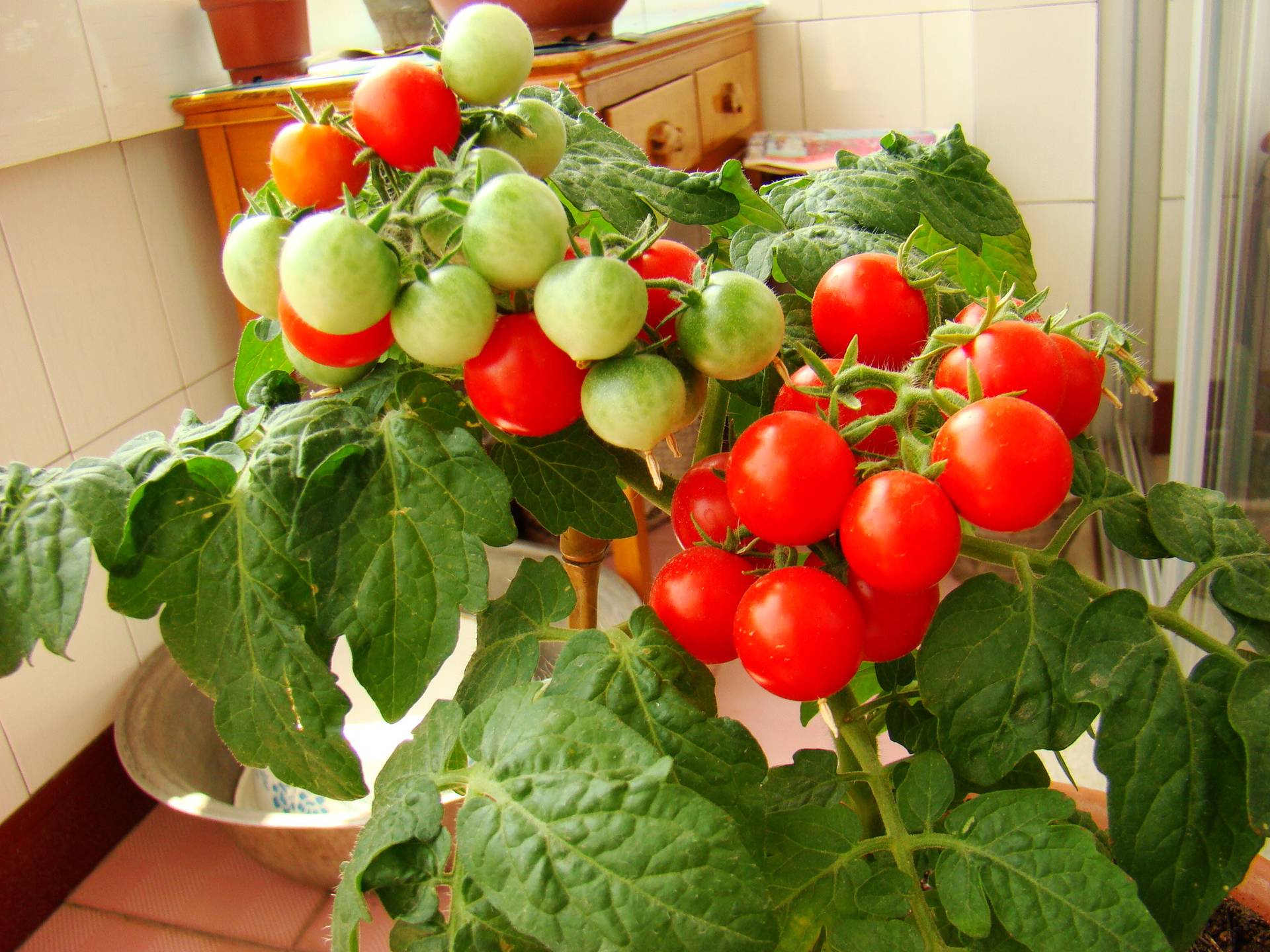 阳台西红柿的种植步骤 - 花百科