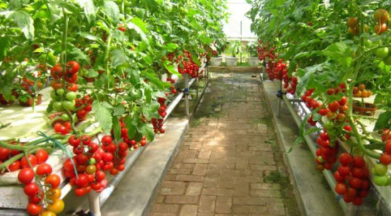 无土栽培--水培番茄.jpg