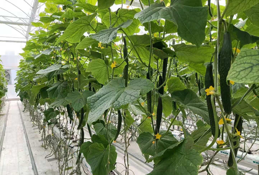 黄瓜不同生长期的需肥方法及需肥特点