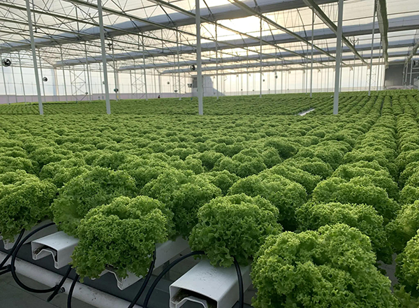 夏季水培叶菜生产管理要点