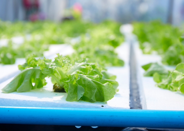 水培种植蔬菜5个致命坑